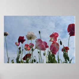 Póster Poppies