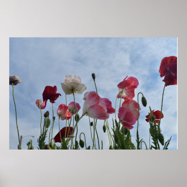 Póster Poppies (Frente)