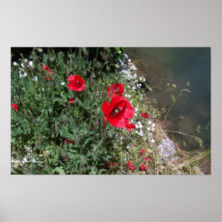 Póster Poppies