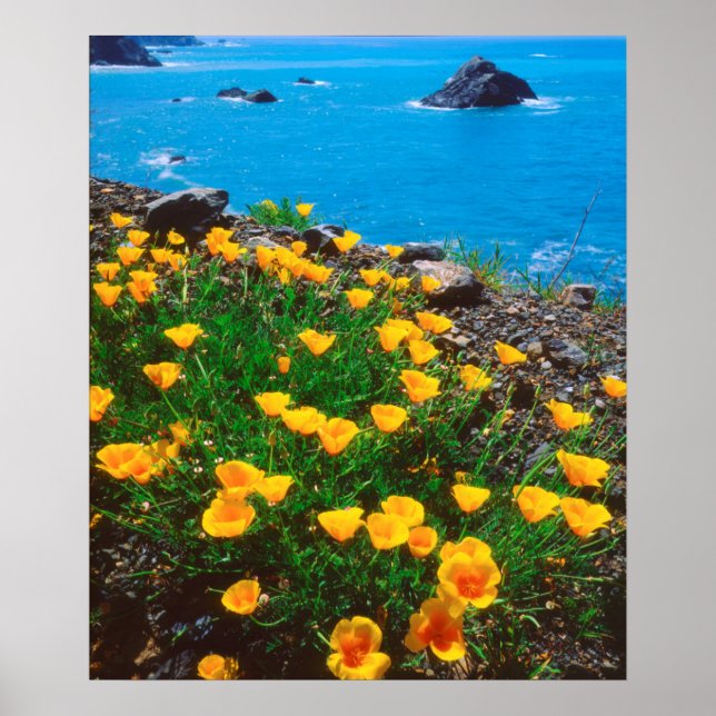 Póster Poppies a lo largo de la costa del Pacífico (Frente)