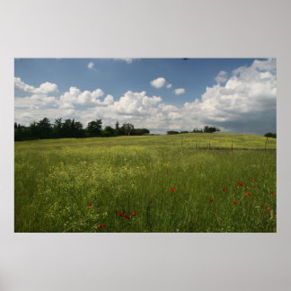Póster Poppies en campos