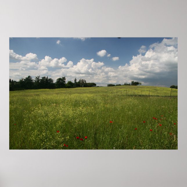 Póster Poppies en campos (Frente)