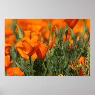 Póster Poppies Galore Print