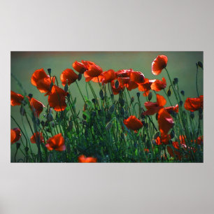 Póster Poppies Nº 3 POSTER
