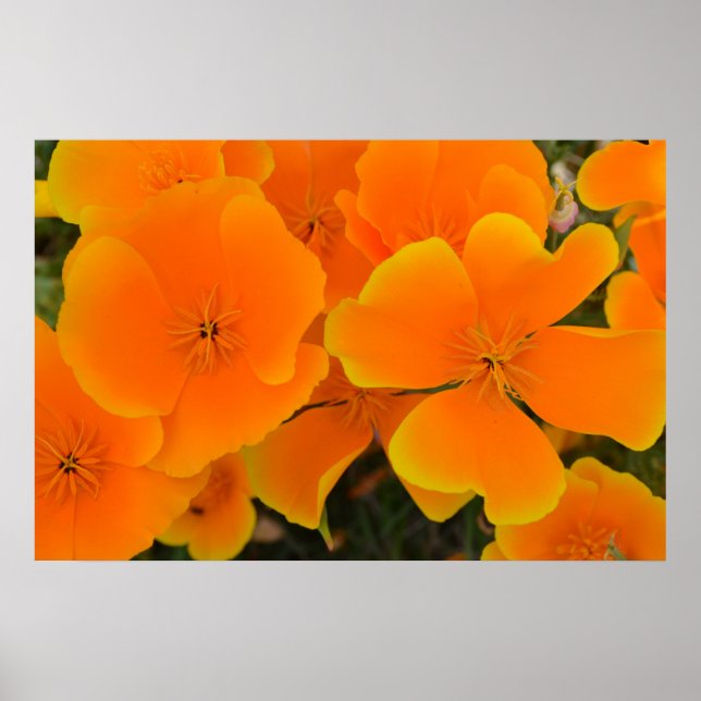 Póster Poppies naranjas en Poster de primavera (Frente)