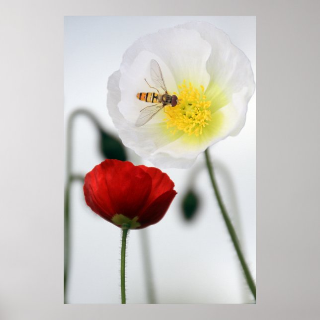 Póster Poppies Poster Print (Frente)
