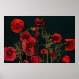 Póster Poppies rojos en negro