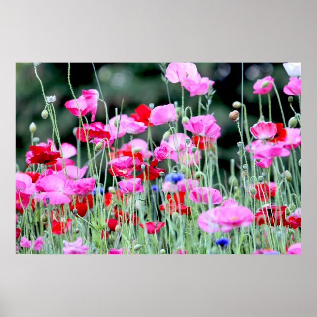 Póster Poppies rojos y rosados (Frente)