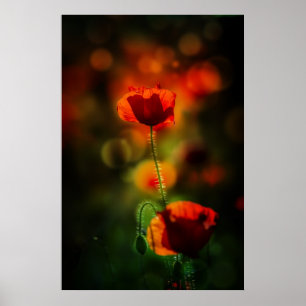 Póster Poppy at evening
