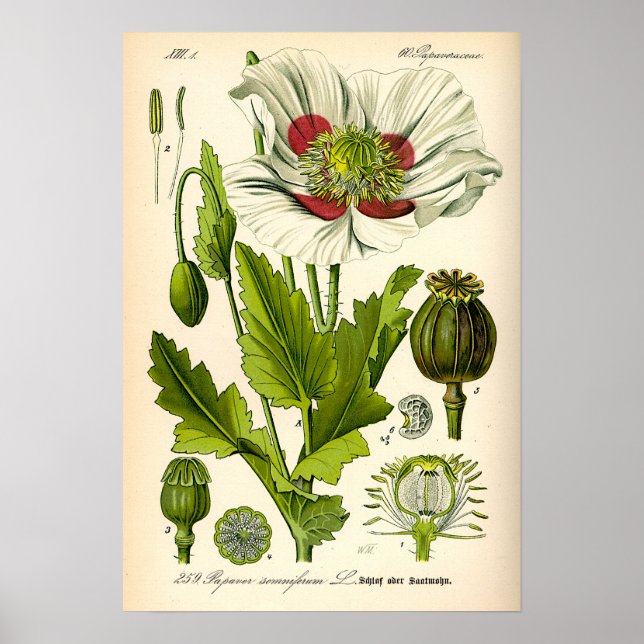 Póster Poppy Botanical Illustration (Frente)