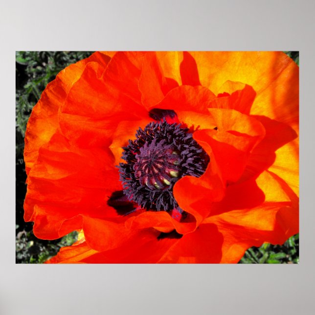 Póster Poppy californiano (Frente)