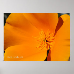 Póster Poppy de California