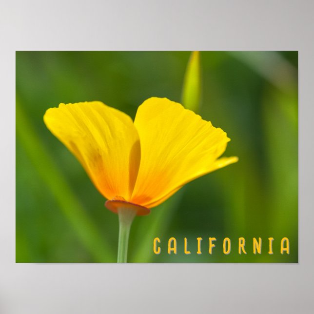 Póster Poppy de California (Frente)
