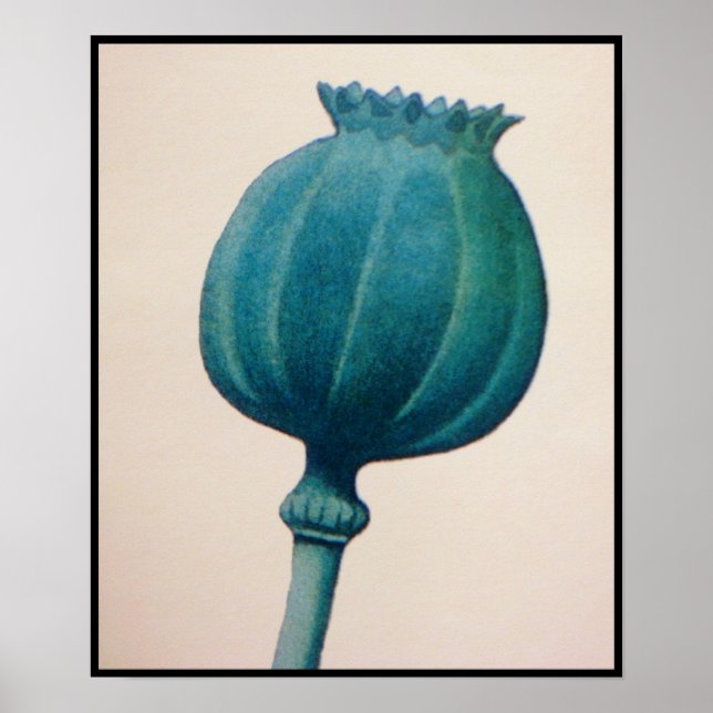 PÓSTER POPPY DE OPIO (Frente)