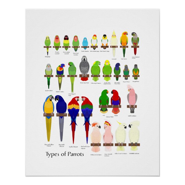 Póster popular pet parrots types chart (Anverso)