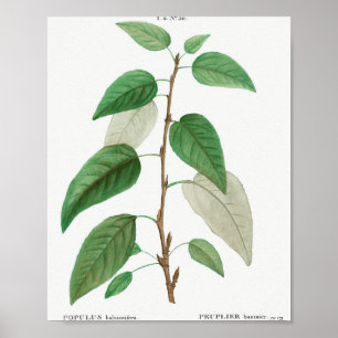 Póster Populus balsamifera de Traite de