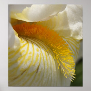 Póster Por el amor de Iris