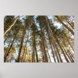 Póster Por encima de los árboles – Paisaje natural tranqu