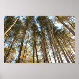 Póster Por encima de los árboles – Paisaje natural tranqu