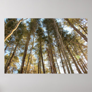 Póster Por encima de los árboles – Paisaje natural tranqu