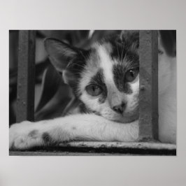 Póster Por favor gatito