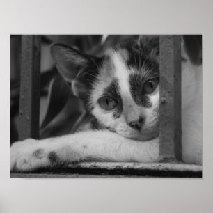 Póster Por favor gatito