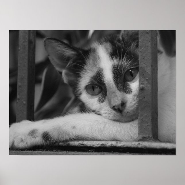 Póster Por favor gatito (Frente)