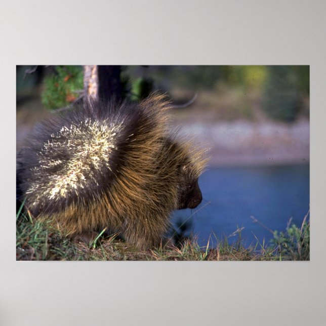 Póster Porcupina (Frente)