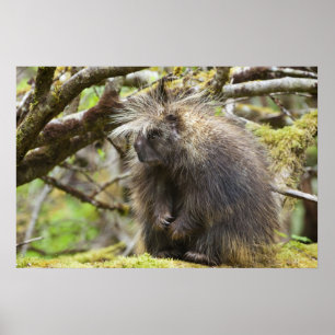Póster Porcupina determinada