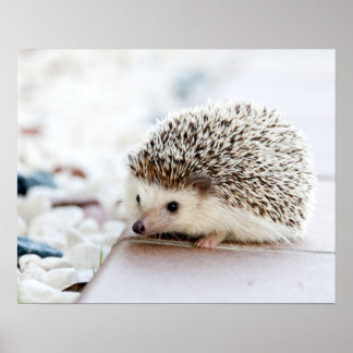 Póster Porcupine