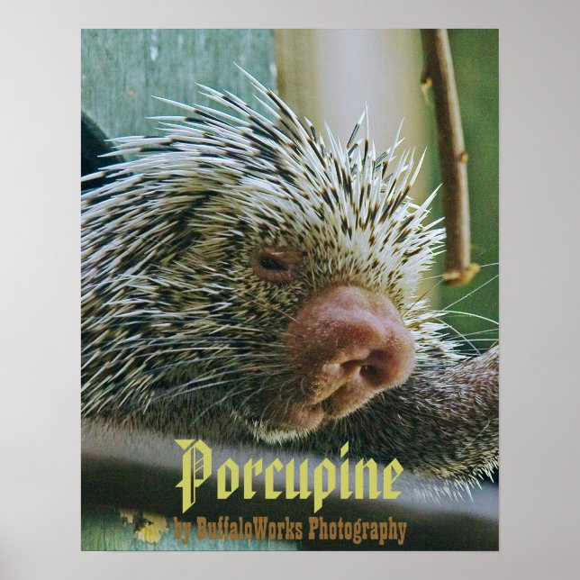 Póster Porcupine 2 Poster (Frente)