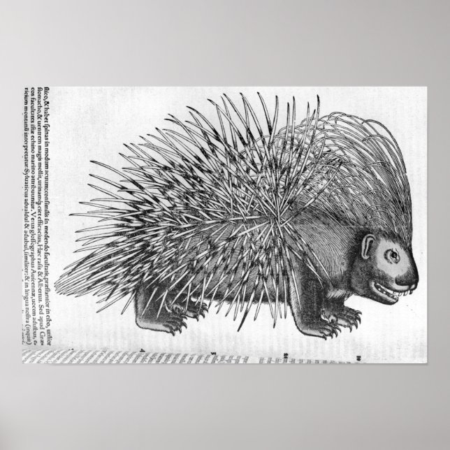 Póster Porcupine, de 'Historia Animalium' (Frente)