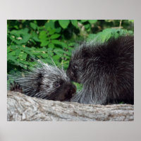 Porcupine - Mamá y bebé