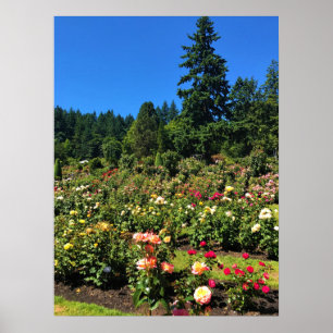 Póster Portland Rosa Garden, OR