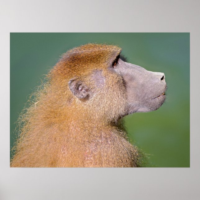 Póster Portrait of baboon (Frente)
