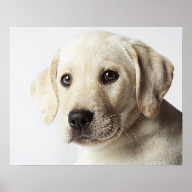 Póster Portrait of blond Labrador Retriever Puppy (Frente)
