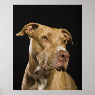 Póster Portrait of red nose pitbull with black