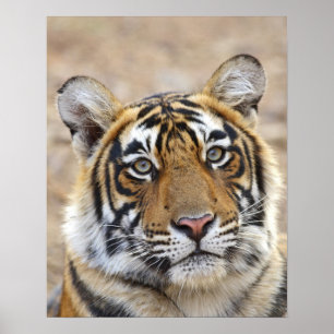 Póster Portrait of Royal Bengal Tiger, Ranthambhor