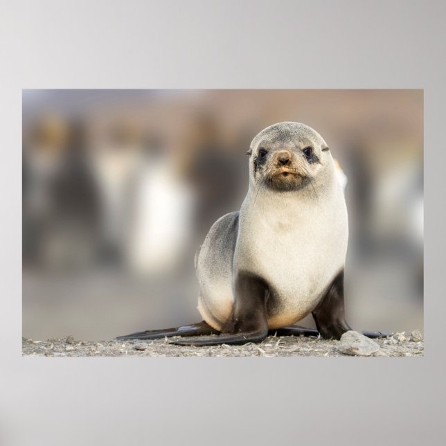 Póster Portrait of Seal Pup on the Beach (Frente)
