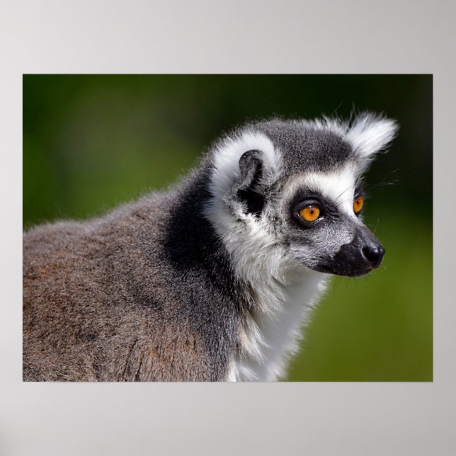 Póster Portrait ring-tailed lemur postcard square sticker (Frente)