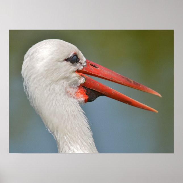 Póster Portrait white storks the open beak (Frente)