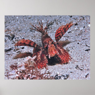 Póster Posado de Lionfish