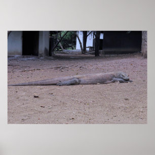 Póster Posando Dragón