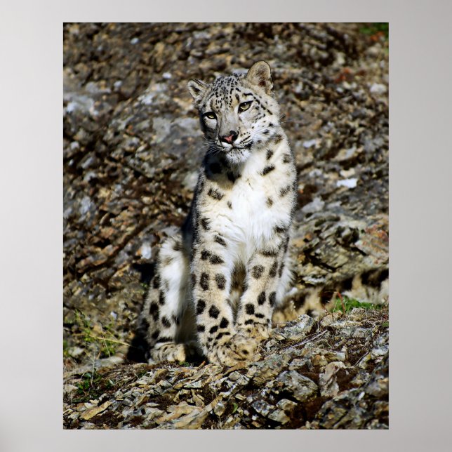 Póster Posando Leopardo de la Nieve (Frente)