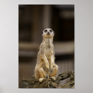 Póster Posando Meerkat