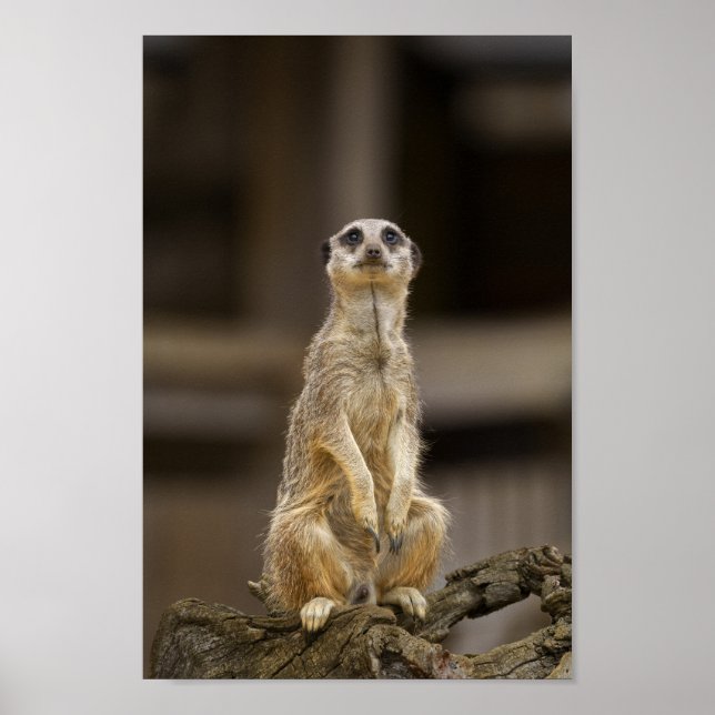 Póster Posando Meerkat (Frente)