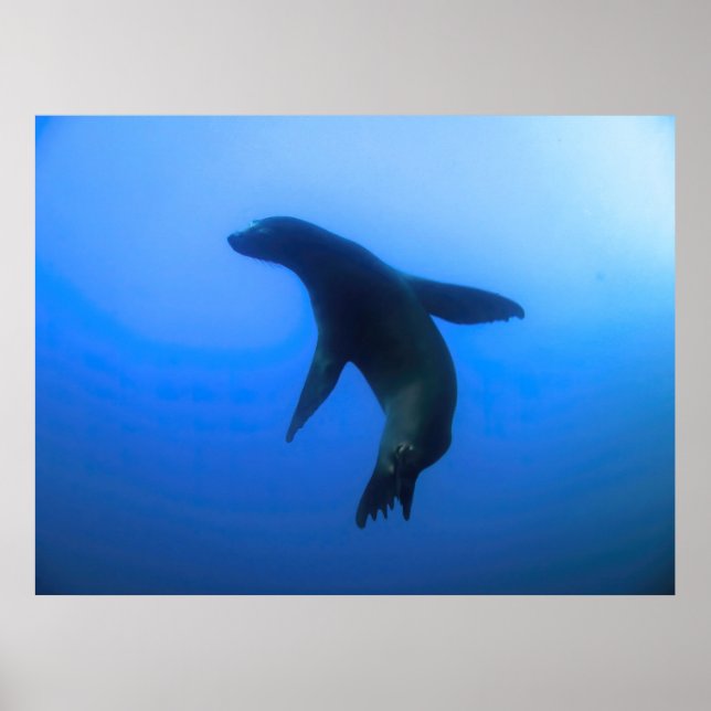Póster Pose de león marino (Frente)