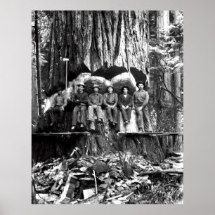 Póster POSING con un GIGANTE REDWOOD c. 1889