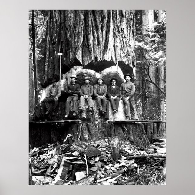 Póster POSING con un GIGANTE REDWOOD c. 1889 (Frente)