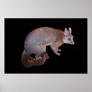 Póster Possum